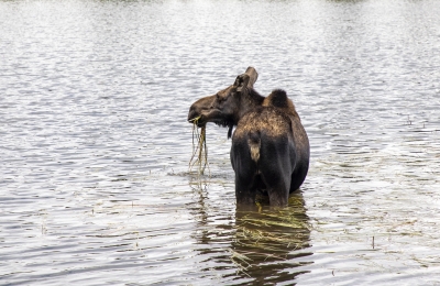 Mama Moose Aug 2022